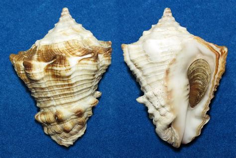Vasum Muricatum Turbinellidae Specimen Sea Shell Picture Ts116802