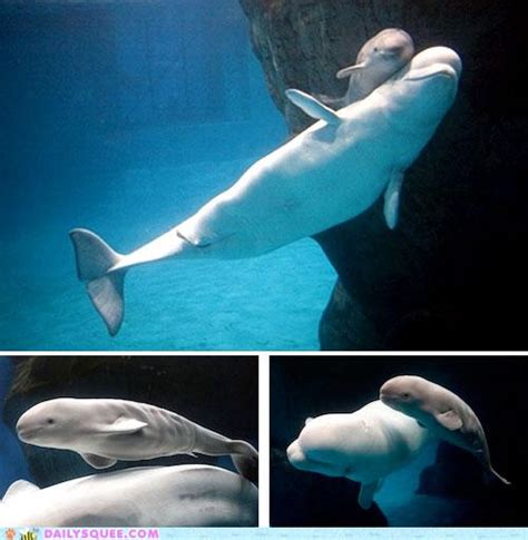 Daily Squee Beluga Whale Cute Animals In The Cutest Pictures Ever