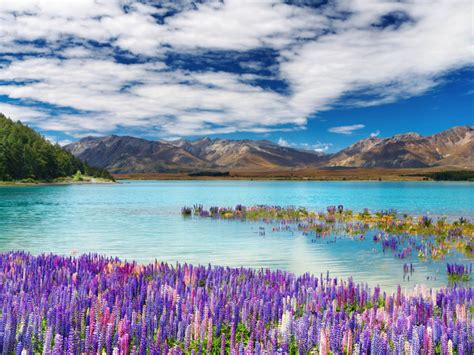 Lake Tekapo Town In The South Island New Zealand Spring