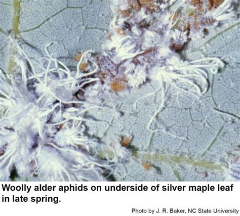 Woolly Alder Aphid Nc State Extension Publications