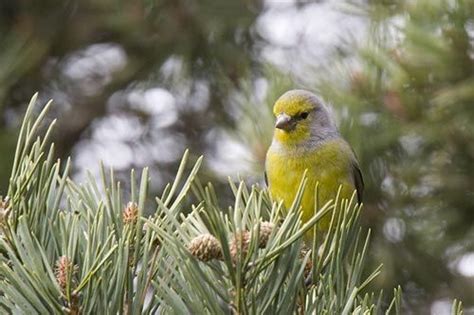 Citril Finch Serinus Citrinella Wildlife Photography Bird Wildlife