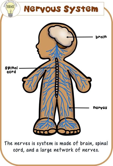 Picture Of Nervus System Human Autonomic Nervous System Anatomical