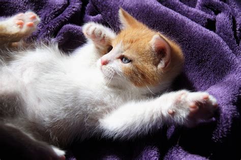 Kitten Cat A Young Free Photo On Pixabay Pixabay