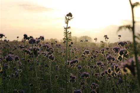 Free Images Nature Blossom Sunset Field Meadow Prairie Sunlight