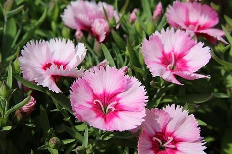 Top 10 Perennial Flowers To Grow From Seed