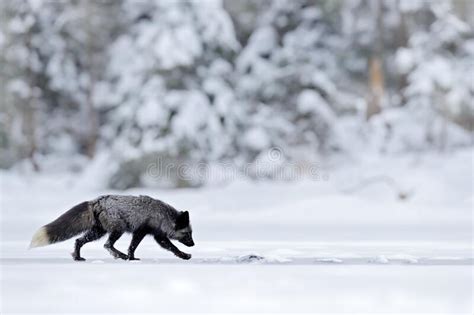 Black Silver Fox Rare Form Dark Red Fox Playing In Autumn Forest