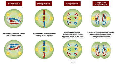 Label The Phases Of Meiosis