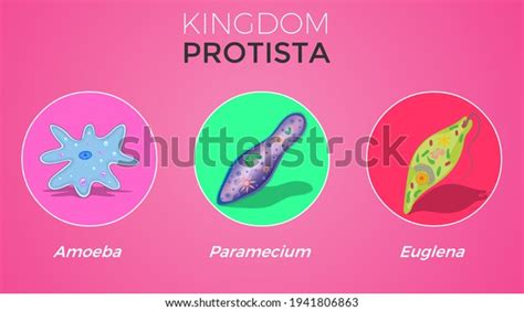 Features Kingdom Protista Biology Chart Stock Illustration 1941806863