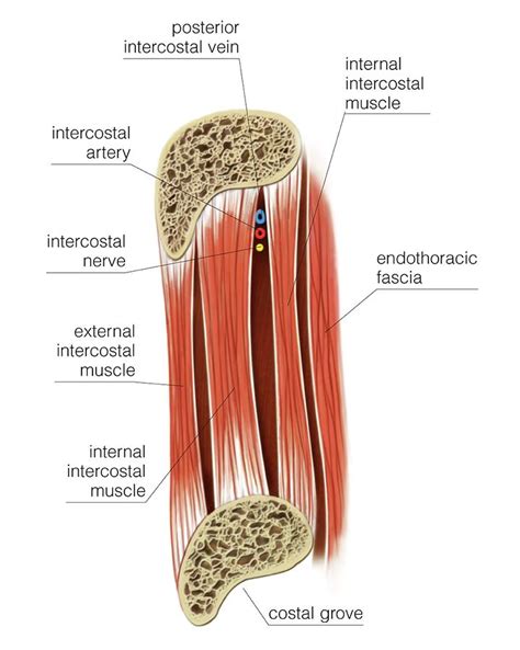 Muscles Of Thoracic Wall Photograph By Asklepios Medical Atlas Images