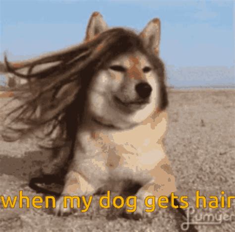 Hair Dog  Hair Dog Dog Discover And Share S