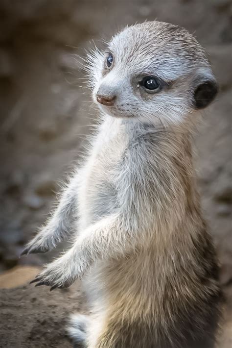 741 Best Images About Meerkats Make Me Smile On Pinterest