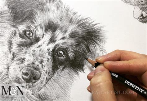 Dog Pencil Drawing Melanie And Nicholas Pet Portraits
