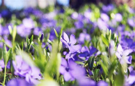 Beautiful Violets In Green Leaves And Grass Flowers And Greens Garden