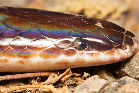 Sunbeam Snake Xenopeltis Unicolor Our Land Nature Reserv Flickr