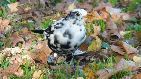 Unusual Blackbird With White Markings Spotted In Coventry Itv News