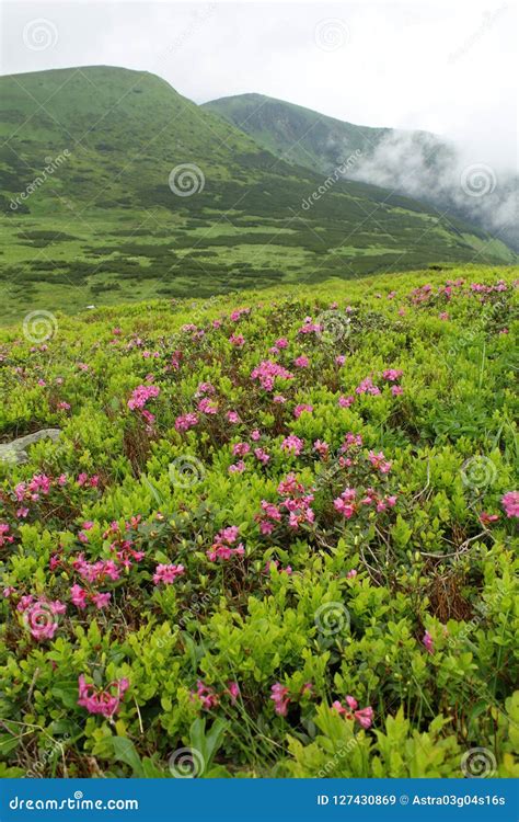 Flowes In The Mountains Rhododendron Stock Image Image Of Meadow