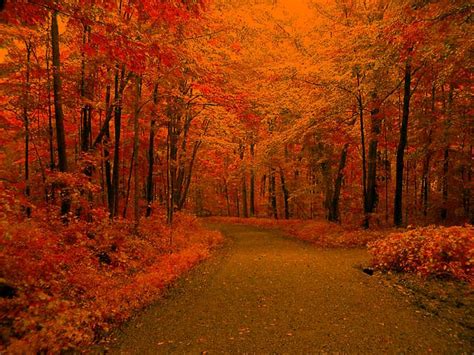 Autumn Leaves Wallpaper Seasons Fall Backgrounds And Codes For