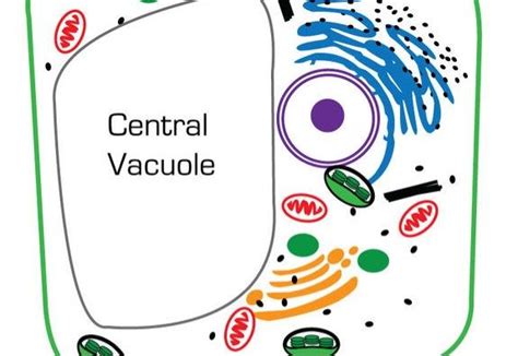 Unlike animal cells, plant cells typically contain only one vacuole per cell (often referred to as a central vacuole), and the vacuole they contain is much larger than those in animal cells. Flashcards - Cell Organelle Flash Cards - null null ...