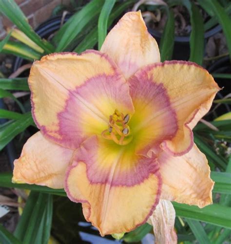 Photo Of The Bloom Of Daylily Hemerocallis Tangled Up In Blue