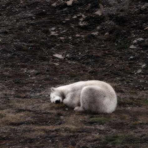polar bear sleeping spitsbergen polar bear bear svalbard norway