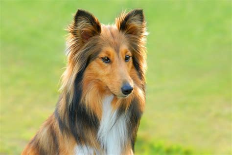 Poster Lassie Chien 2 • Pixers® Nous Vivons Pour Changer