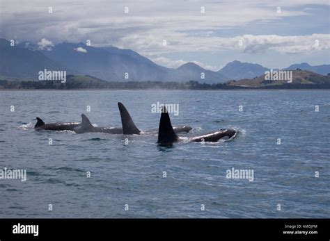 Killer Whale Orca Orcinus Orca Kaikoura New Zealand Stock Photo Alamy