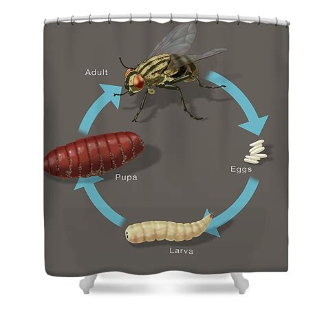 Life Cycle Of A Housefly