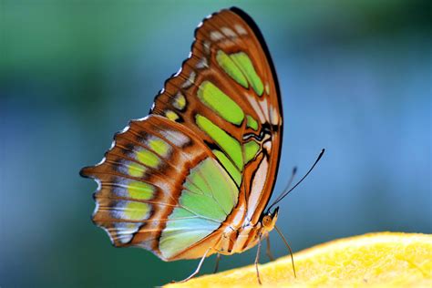 Beautiful Bright Brown Butterfly Butterfly Wings Colorful Green