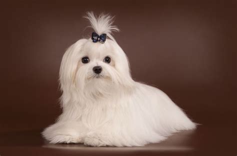 The Origin Of Teacup Maltese Dogs And How To Care Them
