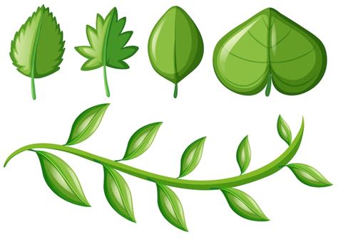 Green Foliage Clipart Green Leaf Clip Art Summer Spring Leaves By