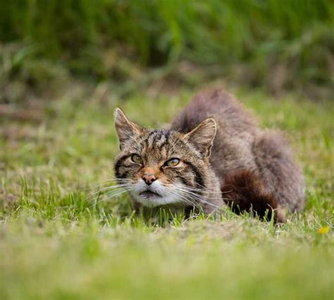Scottish Wildcats Facts Habitat And Conservation Efforts