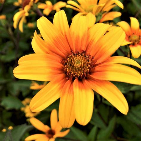 Heliopsis Hel Summer Nights False Sunflower From Babikow Wholesale