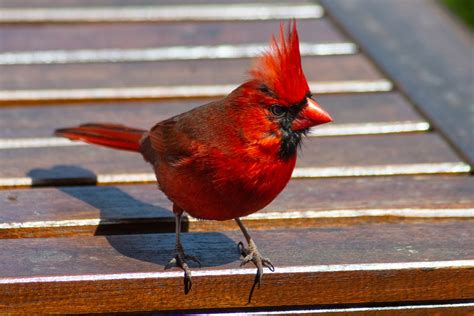 Listen Bright Red Cardinals Are Fan Favourites 7 Photos