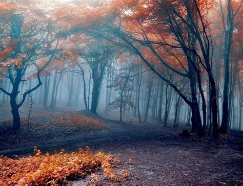 Autumn View Of The Black Forest Top 10 Best Places To