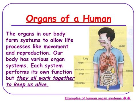 Body Organs And Its Functions