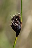 Schoenus nigricans (Black Bog-rush) - Cyperaceae - Sutton … | Flickr