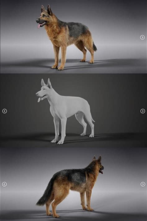 Artstation 3d Animal German Shepherd Dog Animated Resources Dog