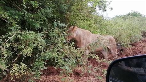 Lioness In Nairobi National Park Youtube