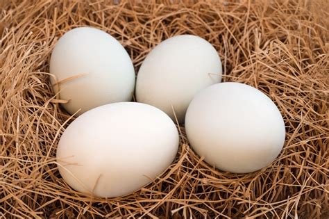 Protein Telur Ayam Vs Bebek Virginia Springer