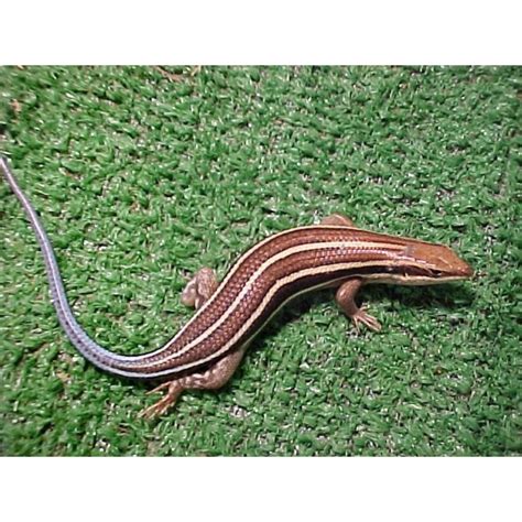 Blue Tail Skink Strictly Reptiles