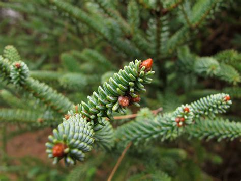 Abies Pinsapo Viveros Franco