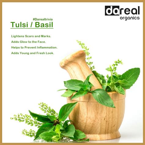 Benefits Of Tulsi Basil Herbalism Tulsi Basil