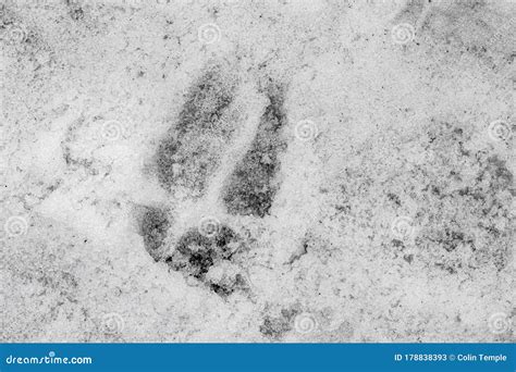 A Deer Hoof Print In Snow Stock Image Image Of Forest 178838393