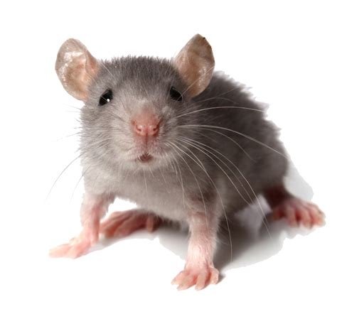 Mouse Animal Transparent Png All