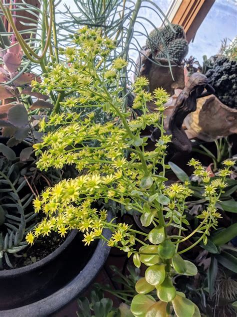 Should I Remove Succulent Flowers Miss Smarty Plants