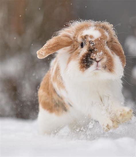 Snow Bunny Bunny Jump Bunny Rabbit Watership Down Snow Bunnies