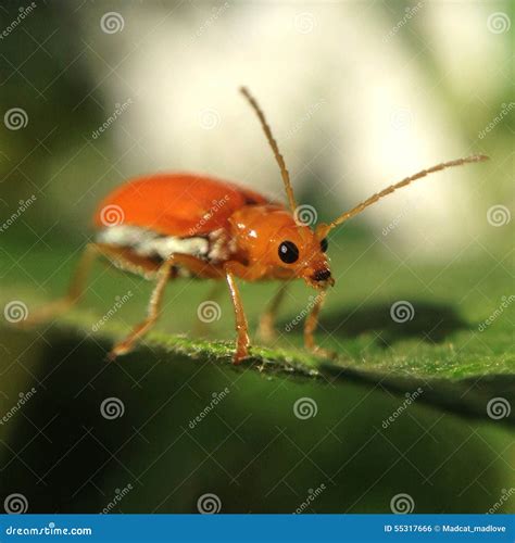 Bug Stock Photo Image Of Nature Leaf Green Tiny Macro 55317666