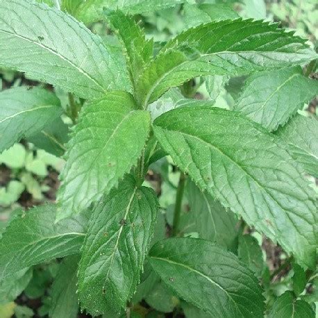 Chocolate mint plant growing instruction & requirement chocolate mint plant info: Swiss Mint live plant, Mentha piperita for sale
