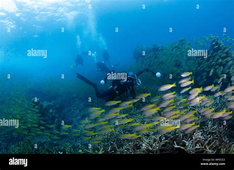 Four People Scuba Diving Underwater Hi Res Stock Photography And Images