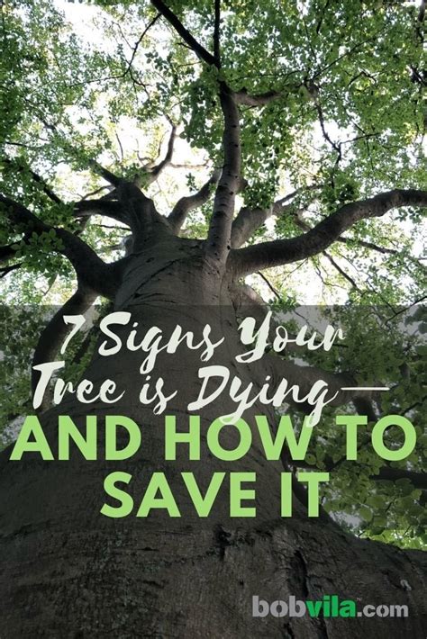 Way To Save A Dying Tree Kacie Buckingham